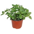thumbnail image 1 of planta hierbabuena natural verde 25 x 18 cm, 1 of 5