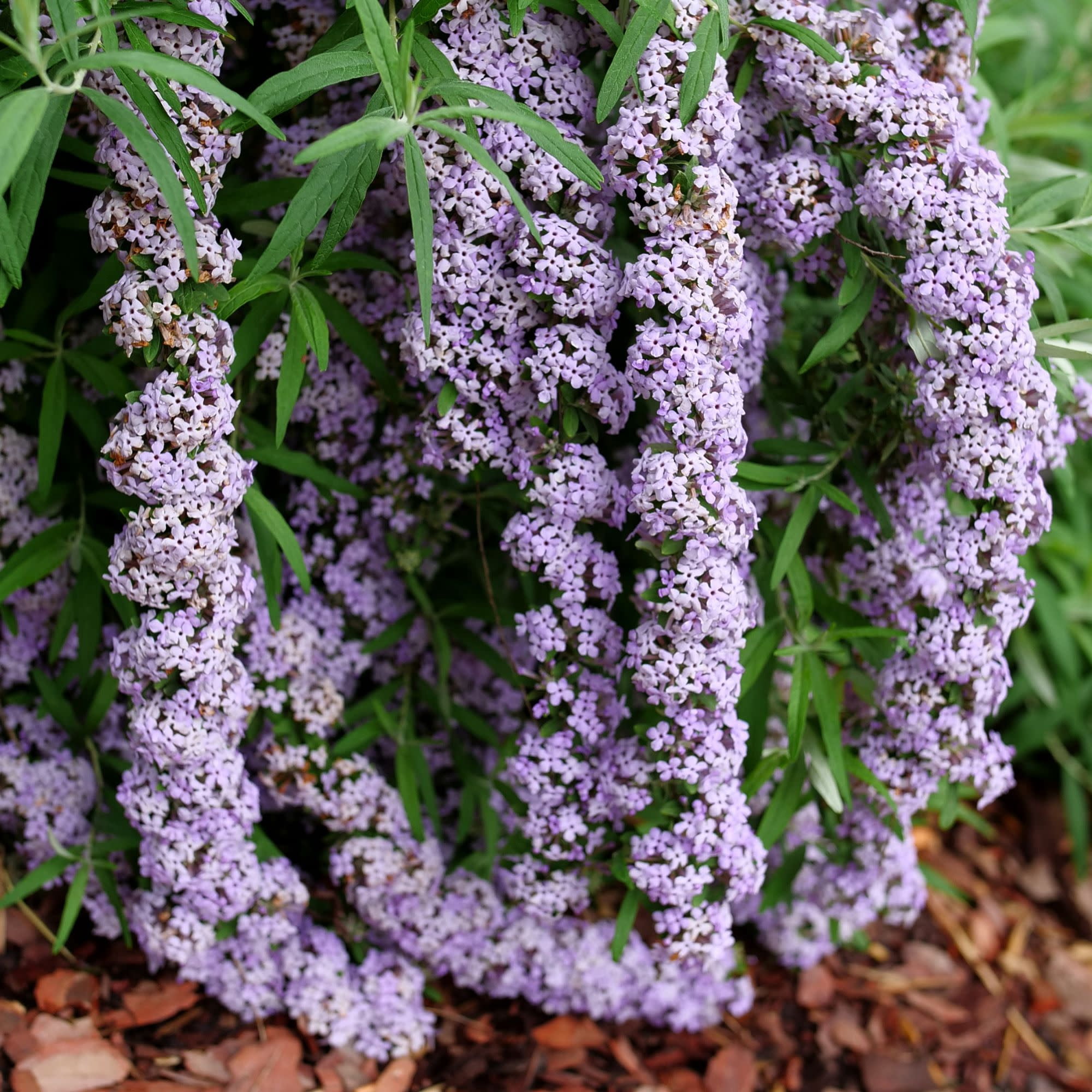 Proven Winners ColorChoice 5" Purple Mop Top Fountain Butterfly Bush Live Plant in 4.5" Pot (4 Count)