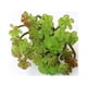 thumbnail image 5 of GOOHOCHY Plantas suculentas artificiales, suculentas falsas, púas para arreglos florales y decoración del hogar (verde), 5 of 8