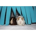 thumbnail image 4 of Tienda de campaña para hámster de animales pequeños, hamaca, jaula para esconder mascotas, accesorios, cama nido para conejillo de indias, chinchilla, erizo, rata, ardilla, hurón, conejo enano (azul), 4 of 5