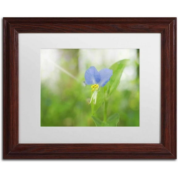 Trademark Fine Art 'Asiatic Dayflower' Canvas Art by PIPA Fine Art, White Matte, Wood Frame