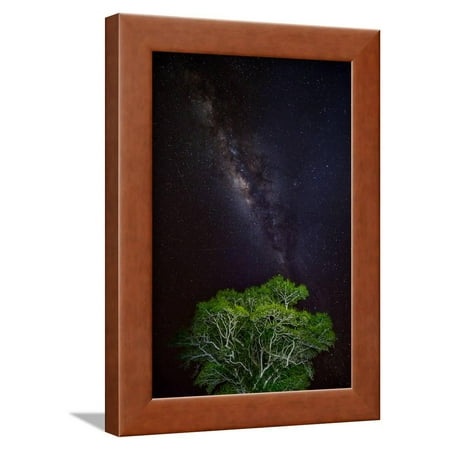 Light painted tree in the foreground with the Milky Way Galaxy in the Pantanal, Brazil Framed Print Wall Art By James (Best Way To Ship Package To Brazil)