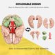 thumbnail image 4 of Cerebro Humano, Modelo de AnatomíA del Cerebro Humano de TamañO Real con Base de ExposicióN, para Estudio de Aula de Ciencias y ExposicióN de EnseñAnza B, 4 of 7