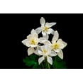 thumbnail image 2 of Crystal White Columbine Seeds for Planting - Vibrant White Wildflowers (1,000 Seeds), 2 of 3