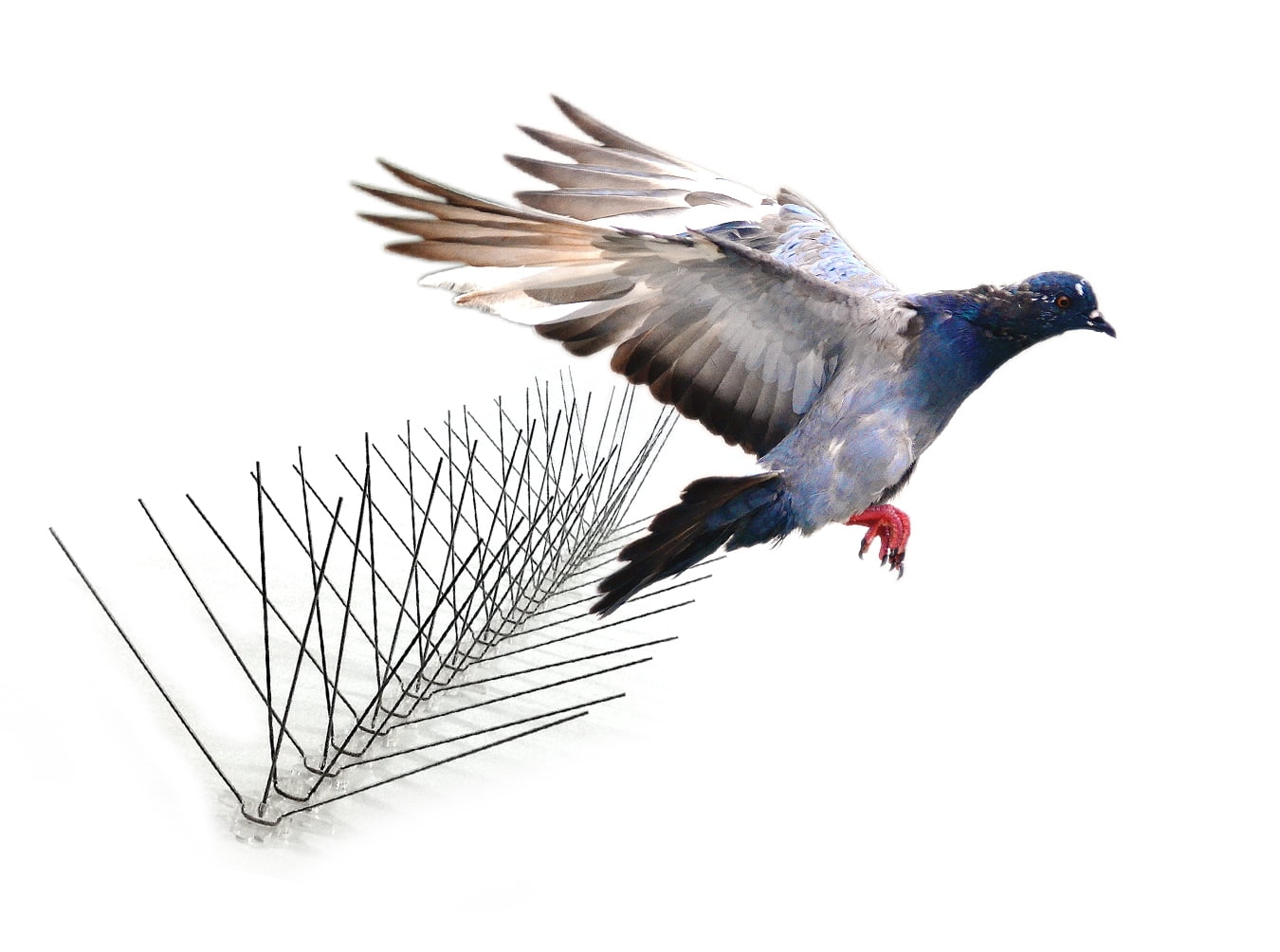BIRD-X INC Stainless Steel Bird and Pest Repellent Spikes, 10 ft