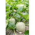 thumbnail image 2 of TomorrowSeeds - Rocky Ford Green Cantaloupe Seeds - 100+ Count - For 2026 Planting Heirloom, 2 of 11