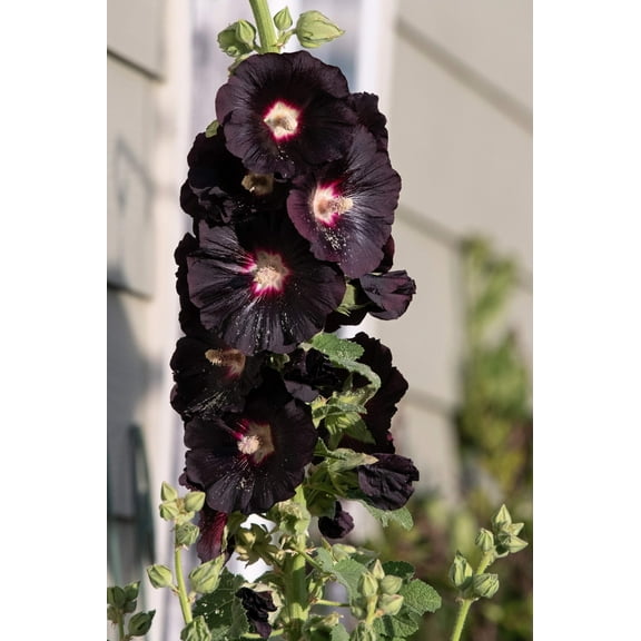 25 BLACK HOLLYHOCK Alcea Rosea Nigra Flower Seeds