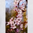 thumbnail image 3 of CafePress - Almond Blossoms In Spring Hooded Sweatshirt - Pullover Hoodie, Hooded Sweatshirt, 3 of 4