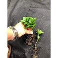 thumbnail image 3 of Pachysandra terminalis Japanese Spruge - 100 Bare Root Plants, 3 of 3