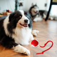 thumbnail image 2 of Pelota rodante Chewie Viral, pelota eléctrica para perros, pelota interactiva para perros, juguete para gatos Chase Mate, pelota para mascotas para gatos y perros grandes y pequeños de interior, 2 of 5