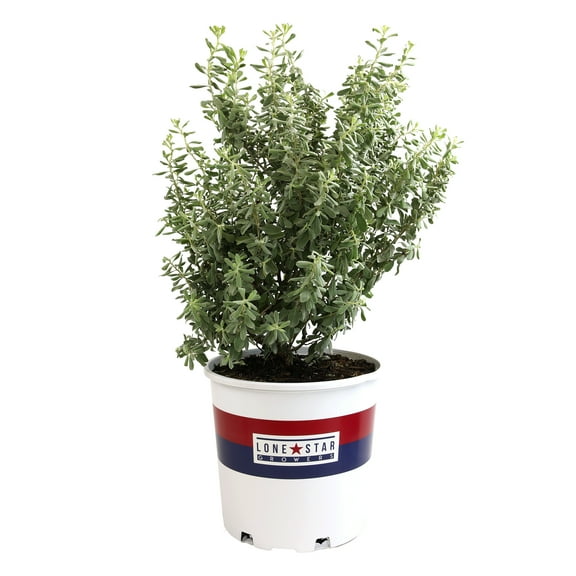 Lone Star Growers Silverado Sage (Leucophyllum), Outdoor Perennial Live Plant, 8 qt Pot, Full Sun