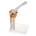 thumbnail image 1 of Modelo de Anatomía perfecl de Articulación de Codo 1 4D, 1 of 8