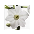 thumbnail image 2 of Trademark Fine Art "Paper White 2" Canvas Art by Kurt Shaffer, 2 of 2