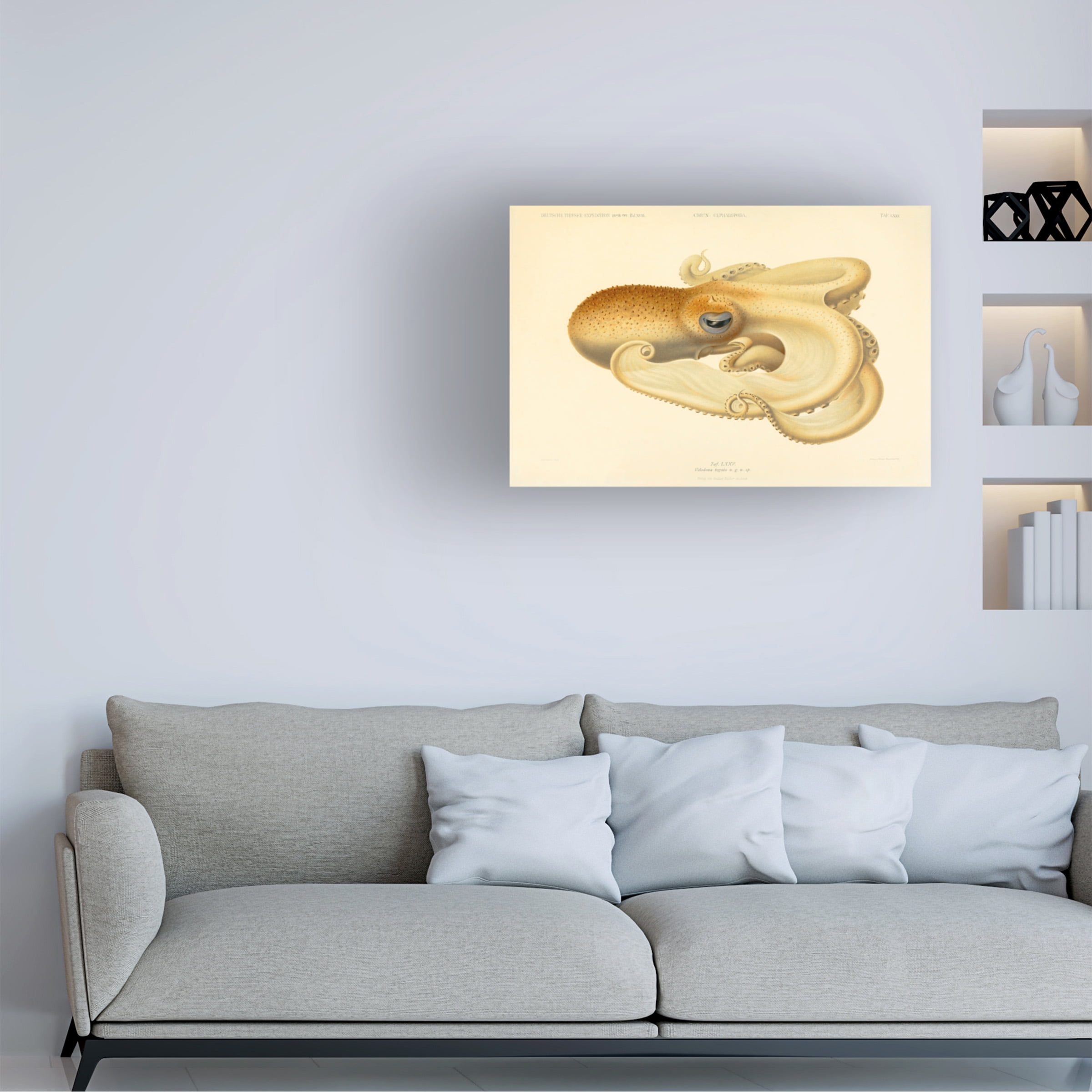 Print Collection 'Octopus Die Cephalopod 1915 Plate 75' Canvas Art