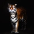 thumbnail image 2 of Pascual Buye, Santiago 15x15 Black Ornate Wood Framed with Double Matting Museum Art Print Titled - Tiger Portrait Ii, 2 of 4