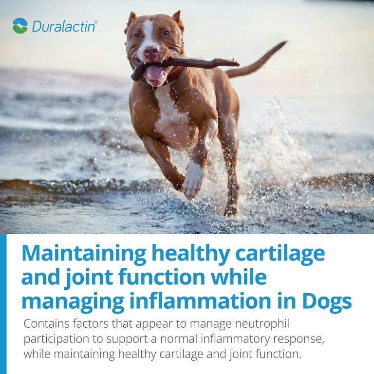 Duralactin canine joint plus soft chews hot sale