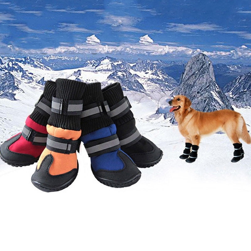 small dog boots