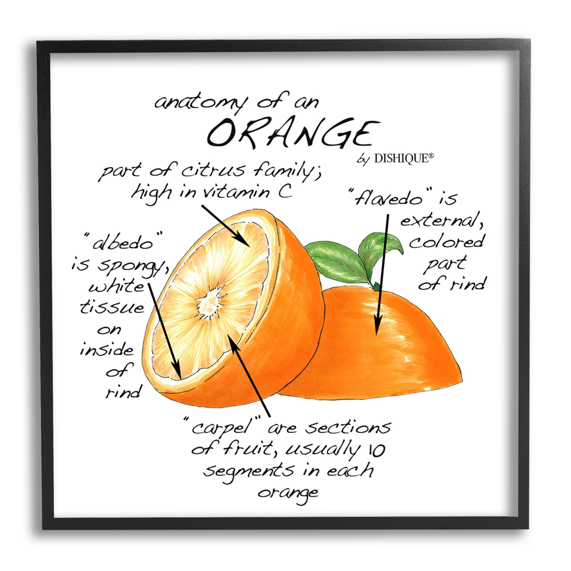 Stupell Industries Orange Citrus Fruit Chart Informative Learning Diagram Graphic Art White Framed Art Print Wall Art, Design by Dishique