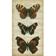 thumbnail image 2 of Vision Studio 12x18 Black Ornate Wood Framed with Double Matting Museum Art Print Titled - Butterfly Script II, 2 of 4