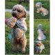 thumbnail image 5 of 1 poncho para perros con capucha transparente, ajustable y fácil de poner, impermeable y cortavientos, apto para perros pequeños y medianos, 5 of 5