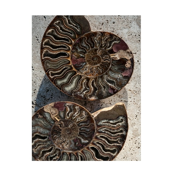 Elena Ray 'Gifts Of The Shore XIII' Canvas Art