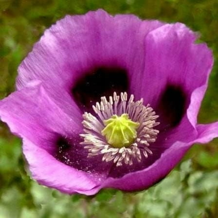 Poppy Seeds Hungarian Breadseed Hummingbirds Butterflies Non-GMO 100 Seeds