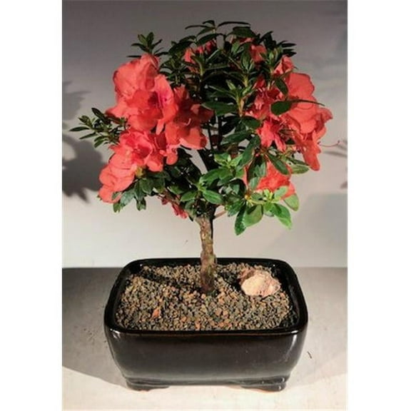 Bonsai Boy e3206 Flowering Tropical Duc De Rohan Azalea Bonsai Tree - Southern Indica