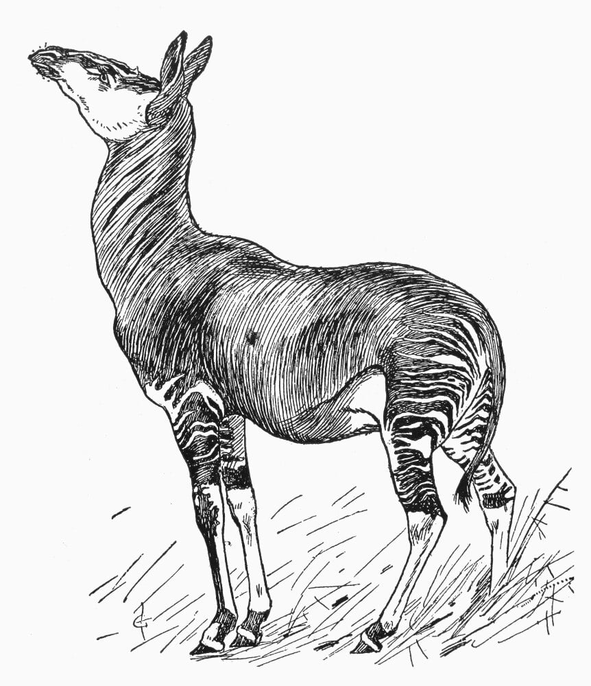 Okapi. /Npen And Ink Drawing. Poster Print by Granger Collection