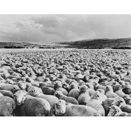 12000 Prints - Patagonia Herd of 12000 sheep corralled for night Poster Print