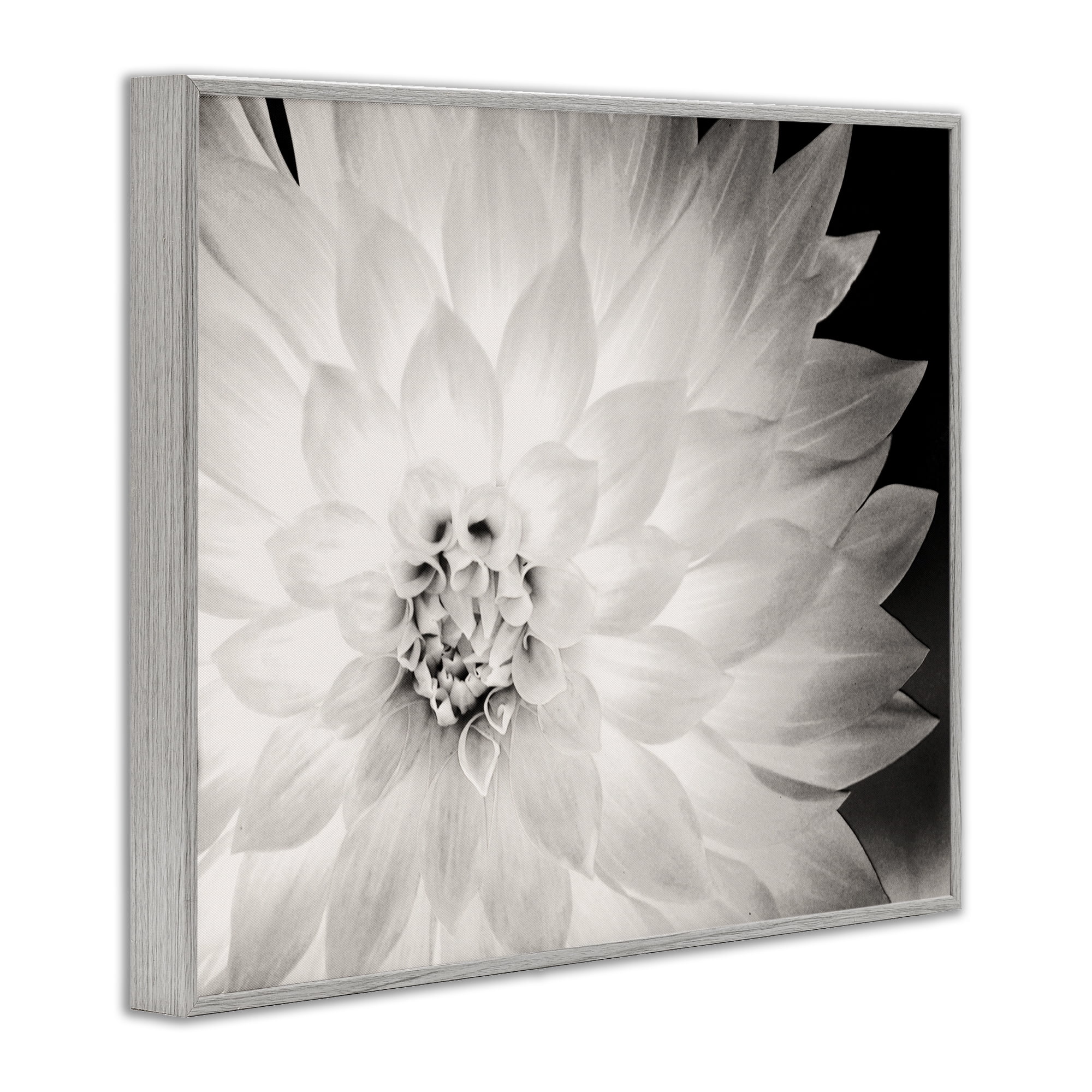 Stupell Industries Strong Dahlia Petals Botanical & Floral Photography Gray Framed Art Print Wall Art, 30 x 24