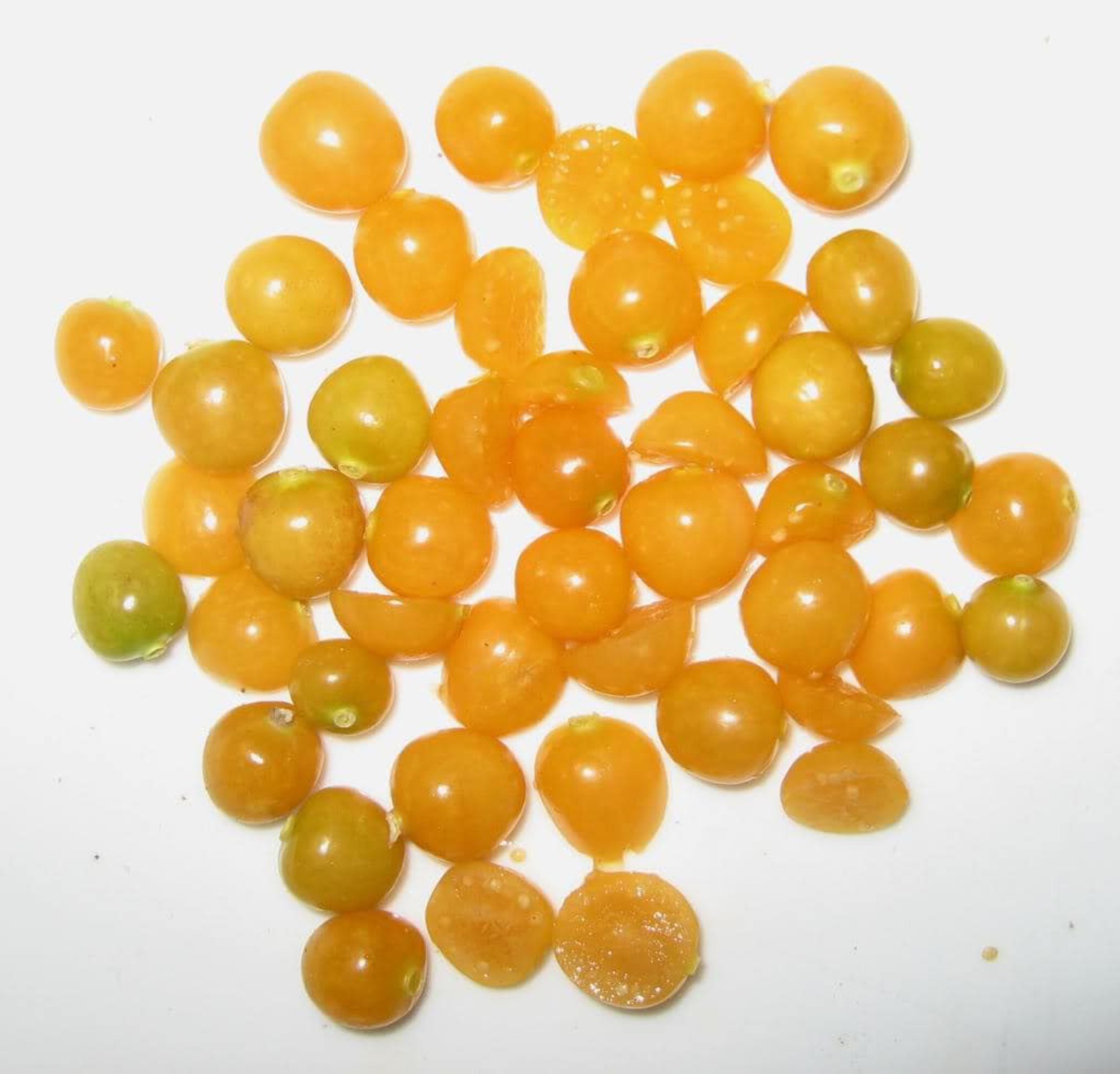 200 Organic GROUND CHERRY Physalis Pruinosa ( Golden Strawberry / Chinese Lantern ) Vegetable Seeds - image 2 of 5