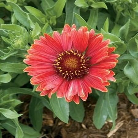 Arizona Red Shades Blanket Flower Perennial- Gaillardia - Live Plant - Quart