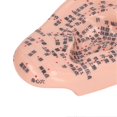 thumbnail image 5 of 6.7in Ear Acupuncture Model Silicone Engraving Ear Massage Acupuncture Model for Home Laboratory, 5 of 5