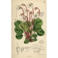 thumbnail image 2 of Shortia Galacifolia  Oconee Bells  Native Of Carolina Poster Print By ?? Florilegius Mary Evans, 2 of 2