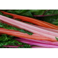 Red Bunch Of Rhubarb Summer Pink Vegetable Rhubarb Poster Print 24 x 36