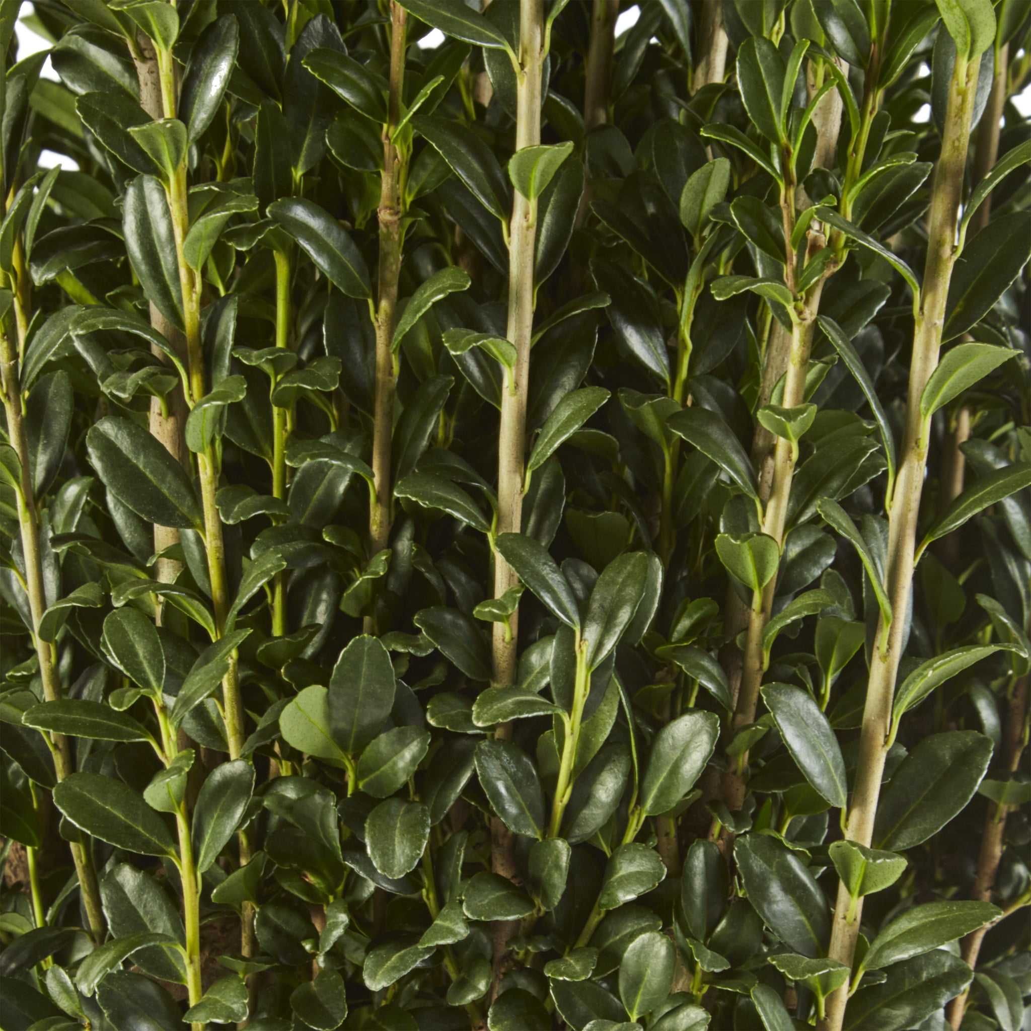 Expert Gardener 7 Gallon Sky Pencil Holly (Ilex) Live Shrub
