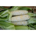 thumbnail image 2 of Zanadoo Sweet Corn Seeds, 2 of 3