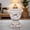 Finish, variant on Talon Round Cement Planter Pot, Natural Finish Indoor Outdoor Minimalist Planter