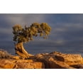 thumbnail image 2 of Illg, Cathy and Gordon 18x13 Black Ornate Wood Framed with Double Matting Museum Art Print Titled - Utah, Dead Horse Point Sunrise on juniper tree, 2 of 4