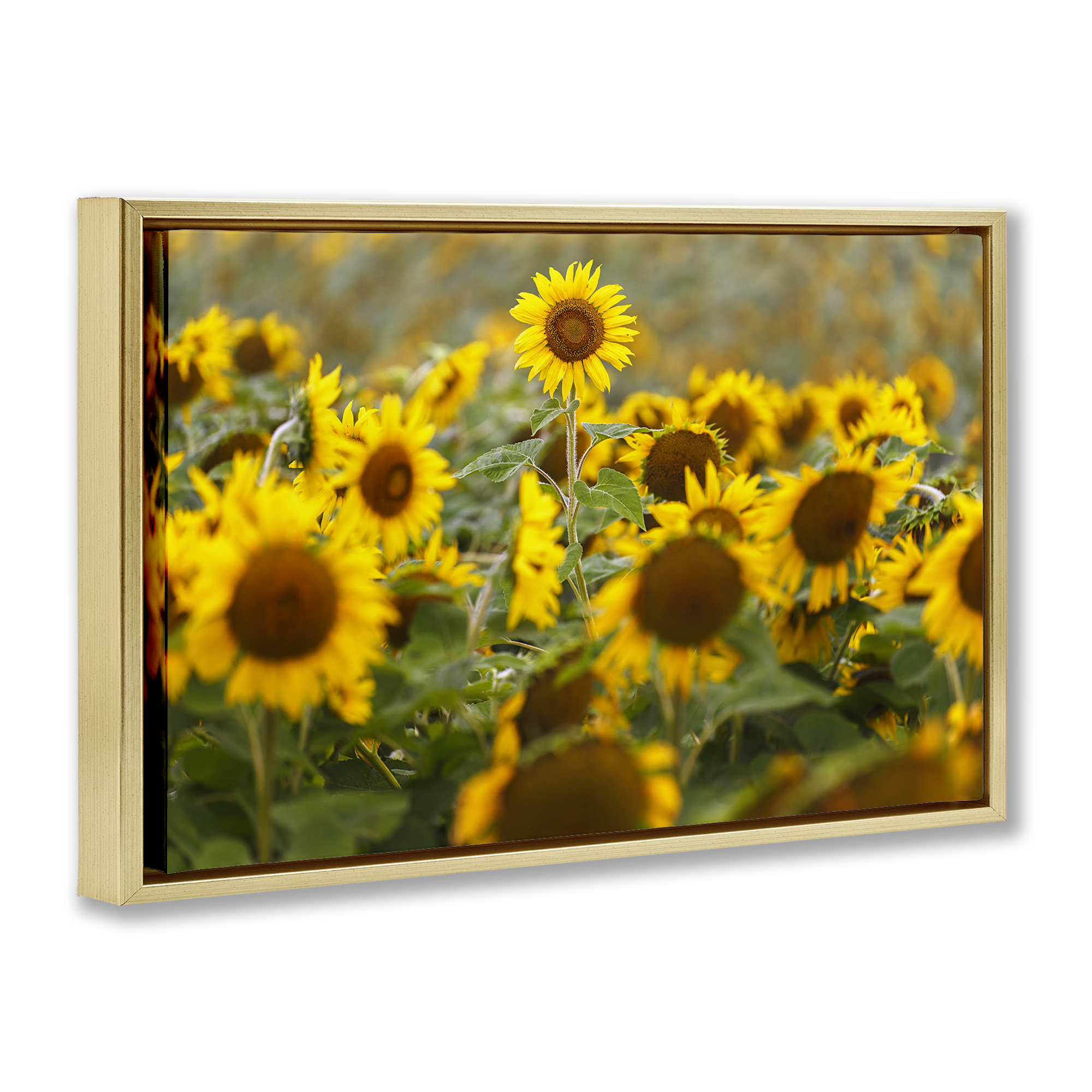 Central Sunflower in Meadow Gold Framed Floater Canvas Wall Art, design by Andy Crawford