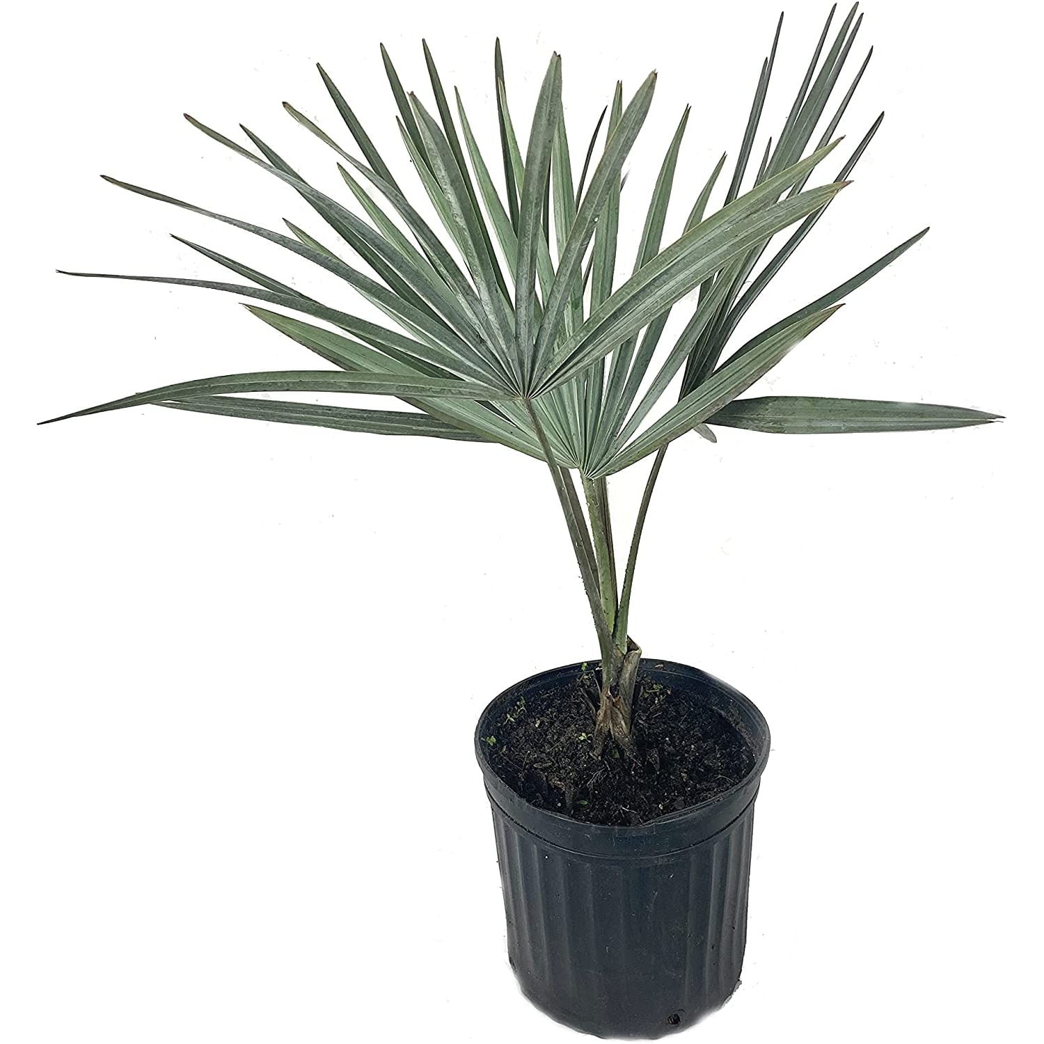 Silver Bismarck Palm - Live Plant in a 5 Gallon Growers Pot ...