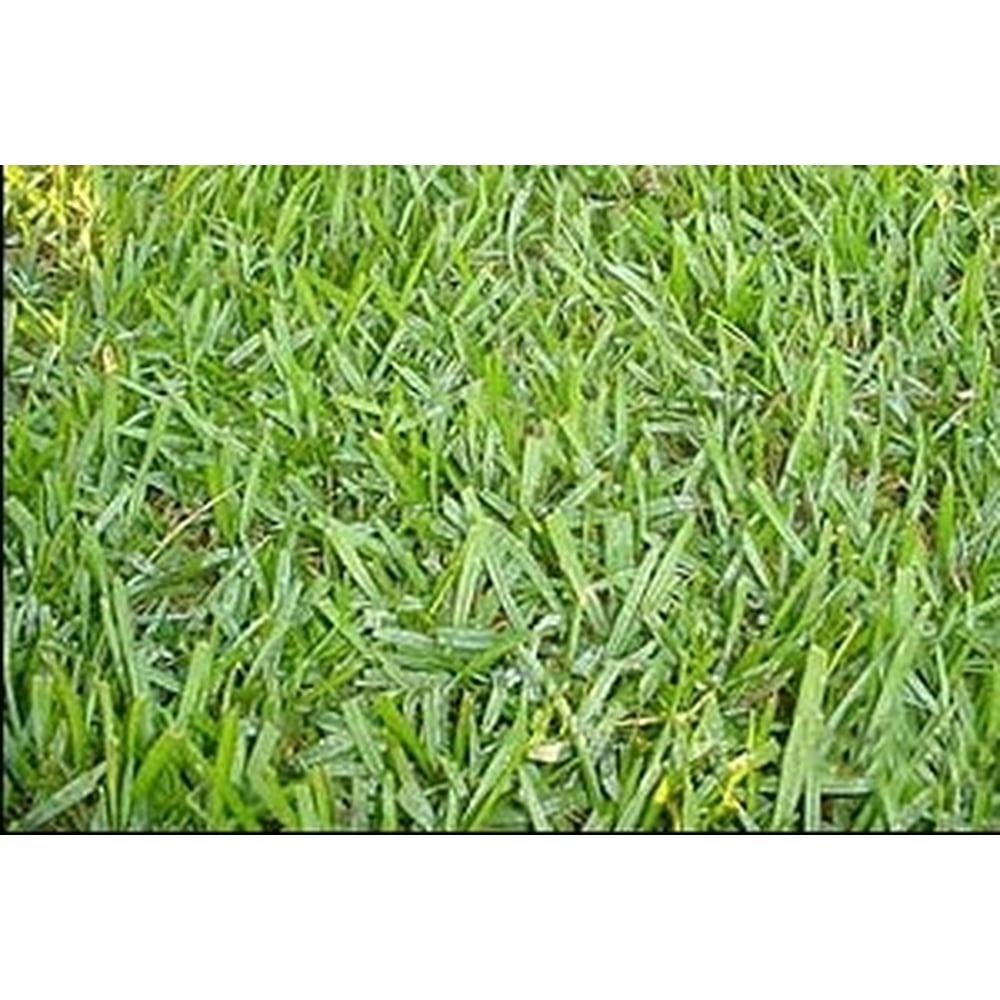Argentine Bahia Pasture Grass Seed 1 Lb.
