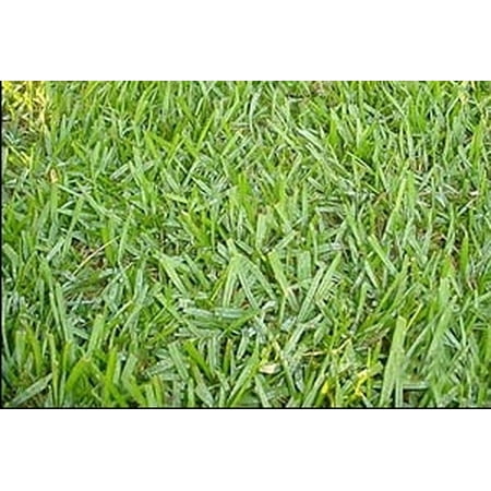 Argentine Bahia Pasture Grass Seed - 1 Lb. (Best Grass Seed For Pasture)