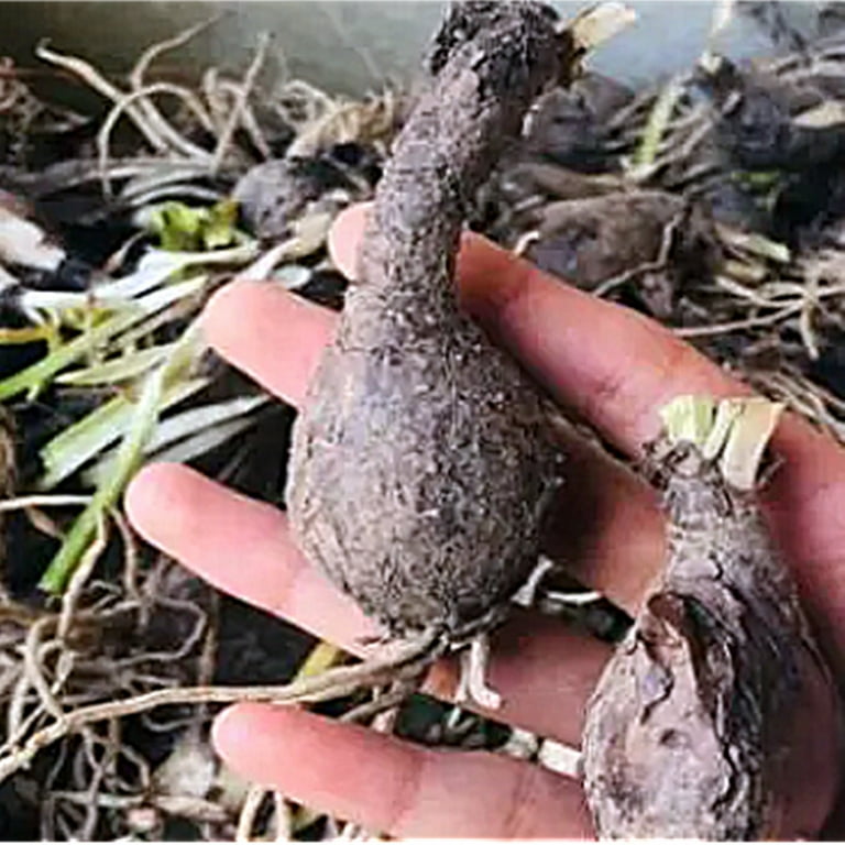 Lycoris.　1028 Lovely Lycoris, the Bewitching Bulbs, part 1 — Wing Haven