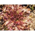 thumbnail image 2 of SCARBOROUGH SEEDS Red Salad Bowl Lettuce 1000 Seeds Non GMO Fresh Garden Seeds, 2 of 4