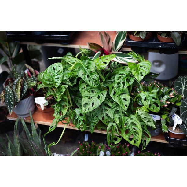 philodendron pink princess near me Philodendron 'Pink Princess' | Indoor Plant | Tropical Plant | Potted Plant