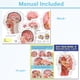 thumbnail image 5 of Modelo anatómico de cabeza media cabeza humana con cerebro extraíble, 5 of 8