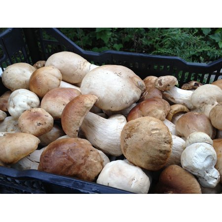 Fresh Porcini Mushrooms - LAMINATED POSTER Mushroom Porcini Fresh Poster Print 24 x 36