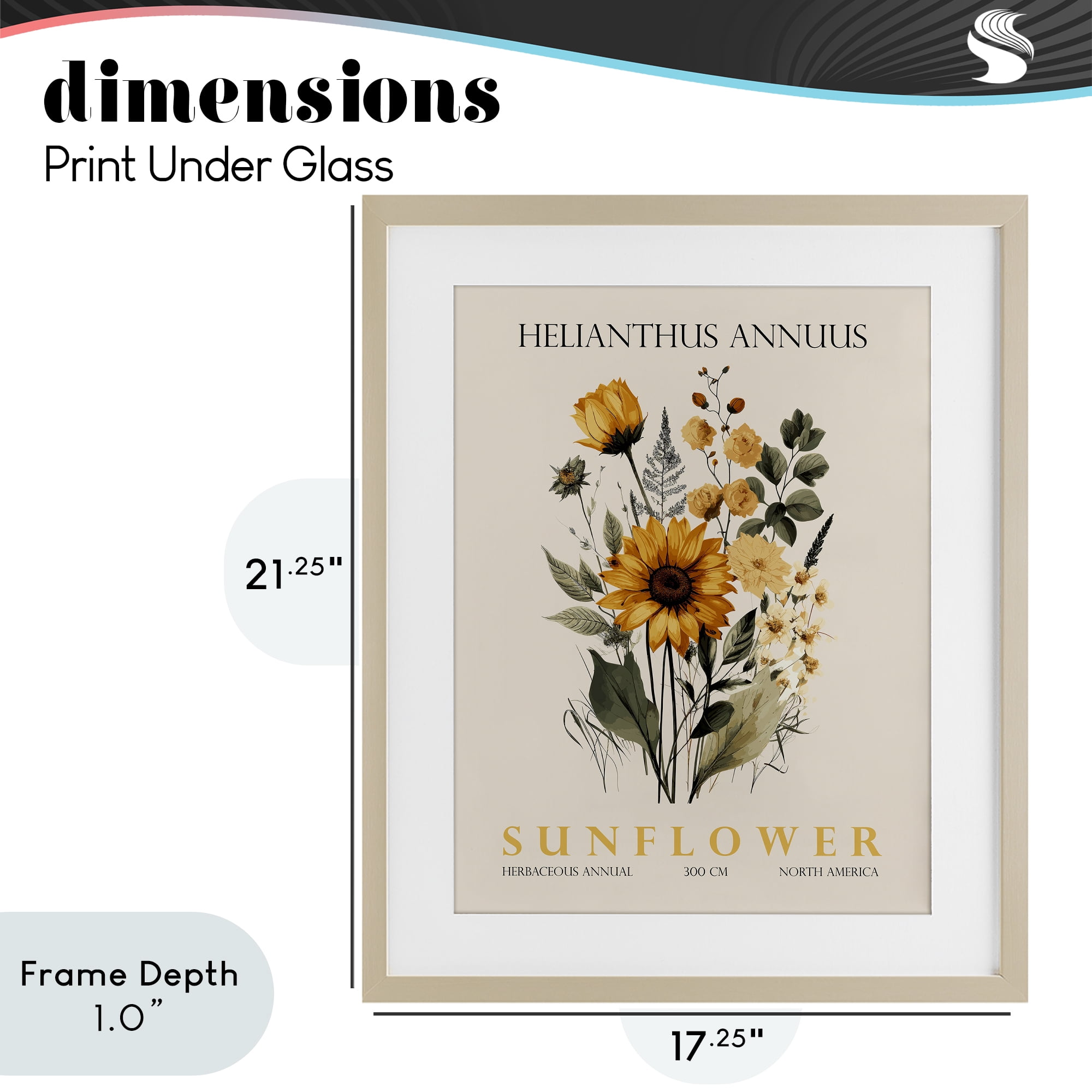 Stupell Industries Natural Sunflower Bundle Birch Framed Print Under Glass, design by Christopher Giampietro