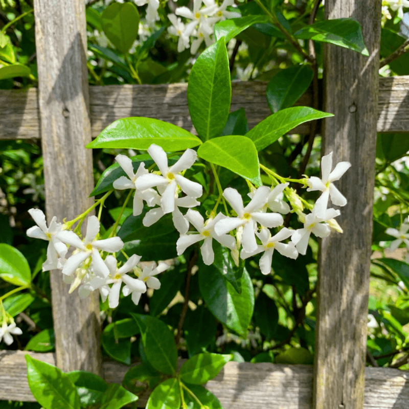 Star Jasmine Plant Live, Jasmine Flower Plant, 8 - 10 Inc Tall, Fragrant Climbing Vine for Indoor Outdoor Growing